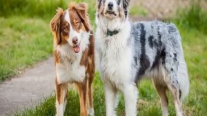 Бордер колли: описание породы, характер, окрасы