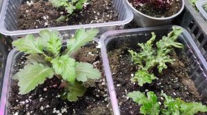 Хризантема не зимует в открытом грунте? Есть Два варианта её Сохранить.