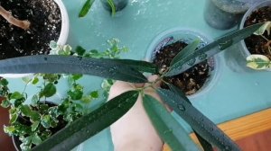 ?Мои комнатные цветы.?Обзор моих фикусов.?