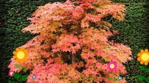 Клен дланевидный Дешойо. Краткий обзор, описание характеристик acer palmatum Deshojo
