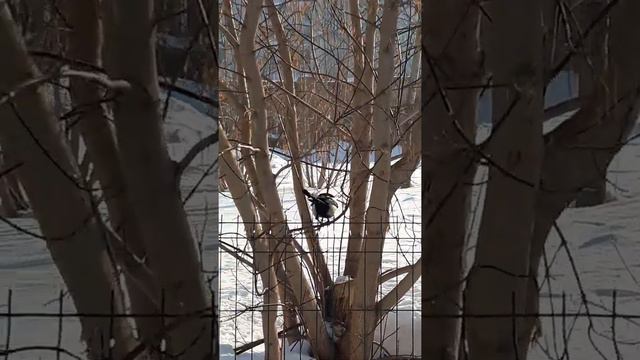 Барбосик, ты чей? смотреть онлайн