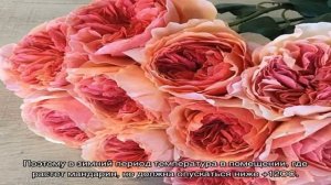 Уход за комнатным мандарином