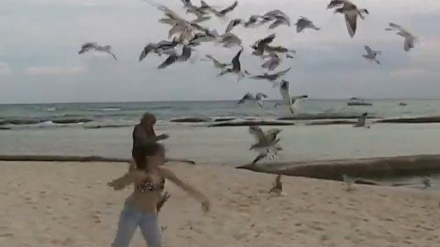 Mexico, Sandos Caracol Eco Resort- Animal life-Жизнь животных смотреть онлайн