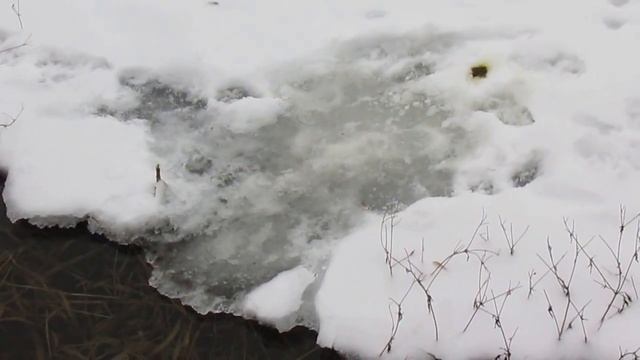 Поиск места для лесной кормушки для птиц Часть первая. смотреть онлайн