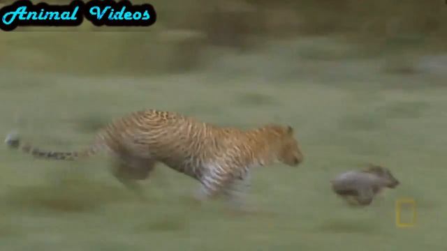 Nature #3 Леопард Животные Природа Красивое видео Animal videos смотреть онлайн