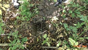 Fisher F75+ | Коп с металлоискателем