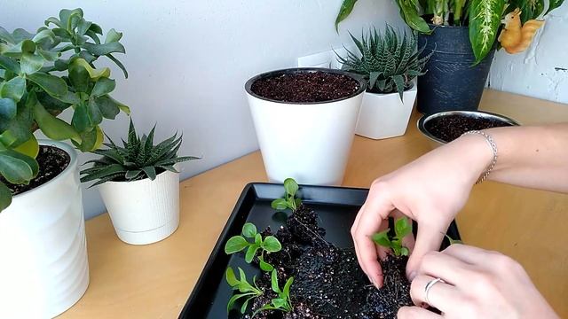 МАРГАРИТКА - ЛЕГКО! Пересадка рассады маргаритки в горшок смотреть онлайн