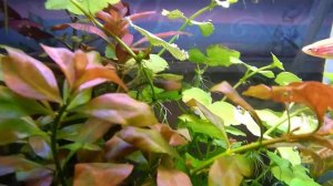 перлинг растений в аквариуме.Подача со2 через баллонную систему.