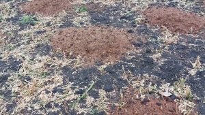 Разрыхления тяжёлой почвы. Тяжёлый грунт привёл к плохим последствиям...