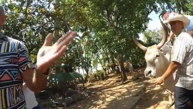 Бик смотреть онлайн