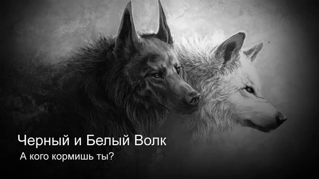 Белый и Чёрный волк смотреть онлайн