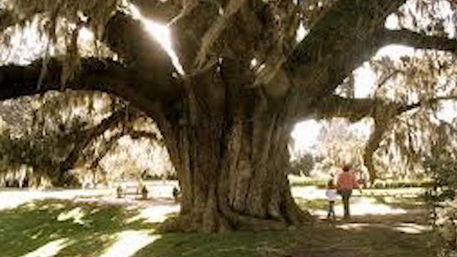 Николай Алексеевич Заболоцкий. Одинокий дуб. смотреть онлайн
