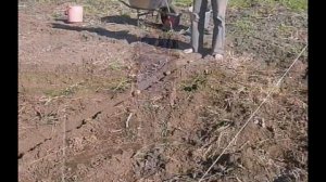 Ленивый огород  - 2008г