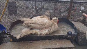 Спаривание мускусных уток в воде зимой/mating muscovy ducks on the water December 17