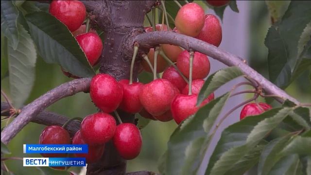 Феромонные ловушки против вредителей смотреть онлайн