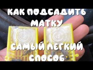 Как подсадить матку/Самый легкий способ/Первый опыт