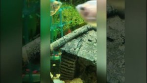 Малёк Тернеции Гло Фиш и их родители