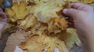 Боль в колене и суставах. Это вас вылечит на много лет! Спешите собрать кленовые листья!