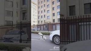 Добрая собака помогает людям видео из tiktok