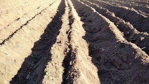 Посадка картофеля мотокультиватором Тарпан