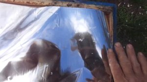 Пчёлы ( Пчёлы тянут языки сверху рамок. Как им помешать? )