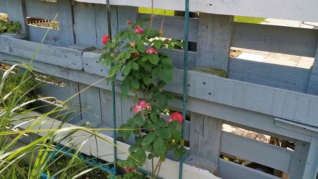 Дача в Германии! 40 часть! 22.06.2020! Что, где, когда!? смотреть онлайн