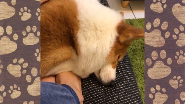 СУПЕР ПЕСИК! Смешные собаки смешная озвучка)))Приколы с собаками  КОРГИ