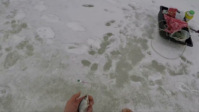 Ловля леща, плотвы и густеры зимой на мормышку. Зимняя рыбалка 2019 смотреть онлайн