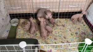 Как приучить котёнка?к лотку?подробное видео