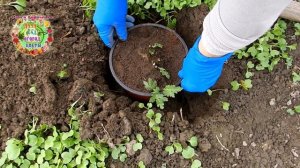 Где и как быстро и безопасно посадить саженец хризантемы осенью?