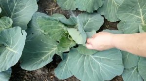 СУПЕР СРЕДСТВО ДЛЯ КАПУСТЫ ОТ ВРЕДИТЕЛЕЙ БЕЗ ХИМИИ.