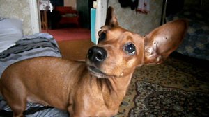 Когда хочешь гулять