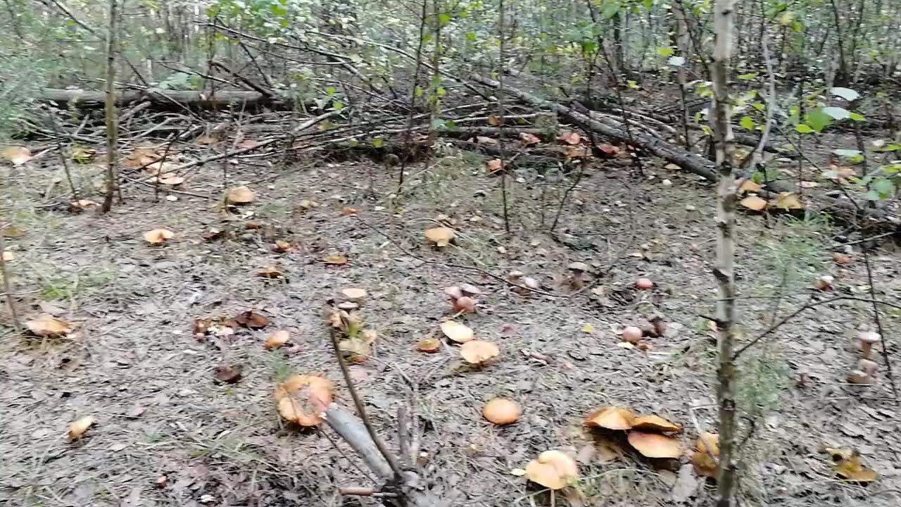 Скоро новое видео, будет много грибов смотреть онлайн