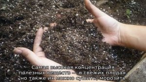 Яблоня Краса Свердловска