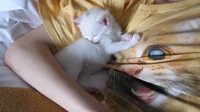 VLOG Как мы прятали Миру от Алисы смотреть онлайн