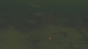 ТОП ИНТЕРЕСНЫХ ФАКТОВ О КАРПЕ! ВСЕ ЧТО НУЖНО ЗНАТЬ ПРО КАРПА!