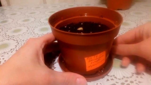 Посадка семян кофе Арабика смотреть онлайн