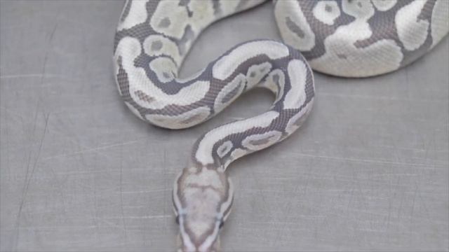 WORLD’S FIRST Ball Python - Introducing The AQUA TERRA Project!!