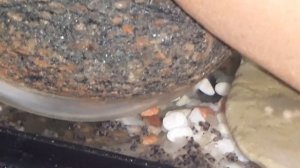 малёк из икры! инкубация икры цихлазомы-пчёлки без рыбы-мамы. день 8-й.