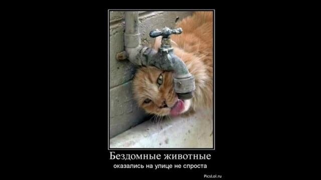 Бездомные, брошенные, несчастные, умирающие животные.