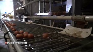 В Дагестане спрос населения в курином яйце обеспечивается лишь на 24%