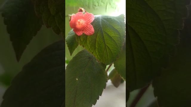 Цветок Kohleria (Колерия) смотреть онлайн