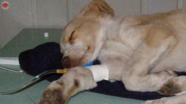 ЧУМА смотреть онлайн