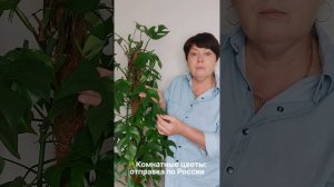 Рафидофора: путаница в названии.