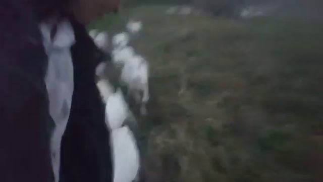 Черга, горный алтай козы 2019 смотреть онлайн