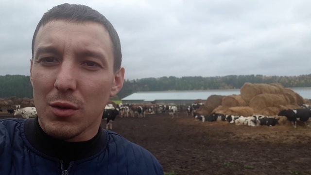 6-8 тонн молока с одной голов. Продажа КРС племенных нетелей черно-пестрой породы www.kamagro.com смотреть онлайн