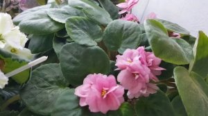 Фиалки трейлеры|Как это и что