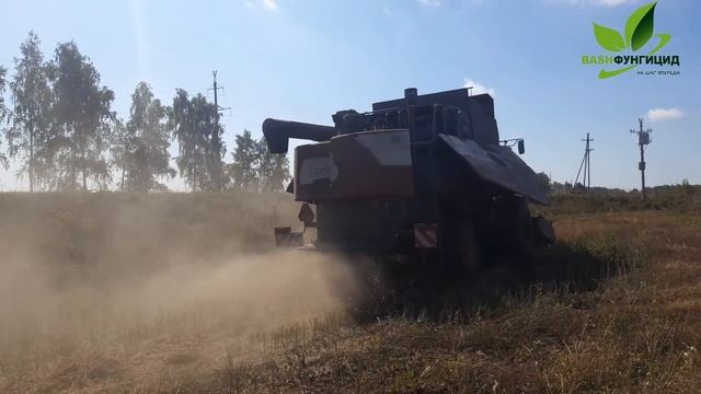 Как убирать рапс ? Прямое комбайнирование или раздельная уборка?#рапс #раздельнаяуборкарапса