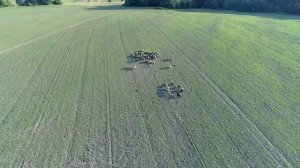 Выпас овец с помощью квадрокоптера.