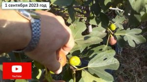 Инжир в емкостях,  третий сбор #сад #своими руками #инжир